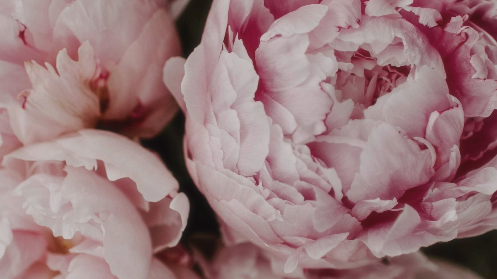 Bouquet de pivoines roses